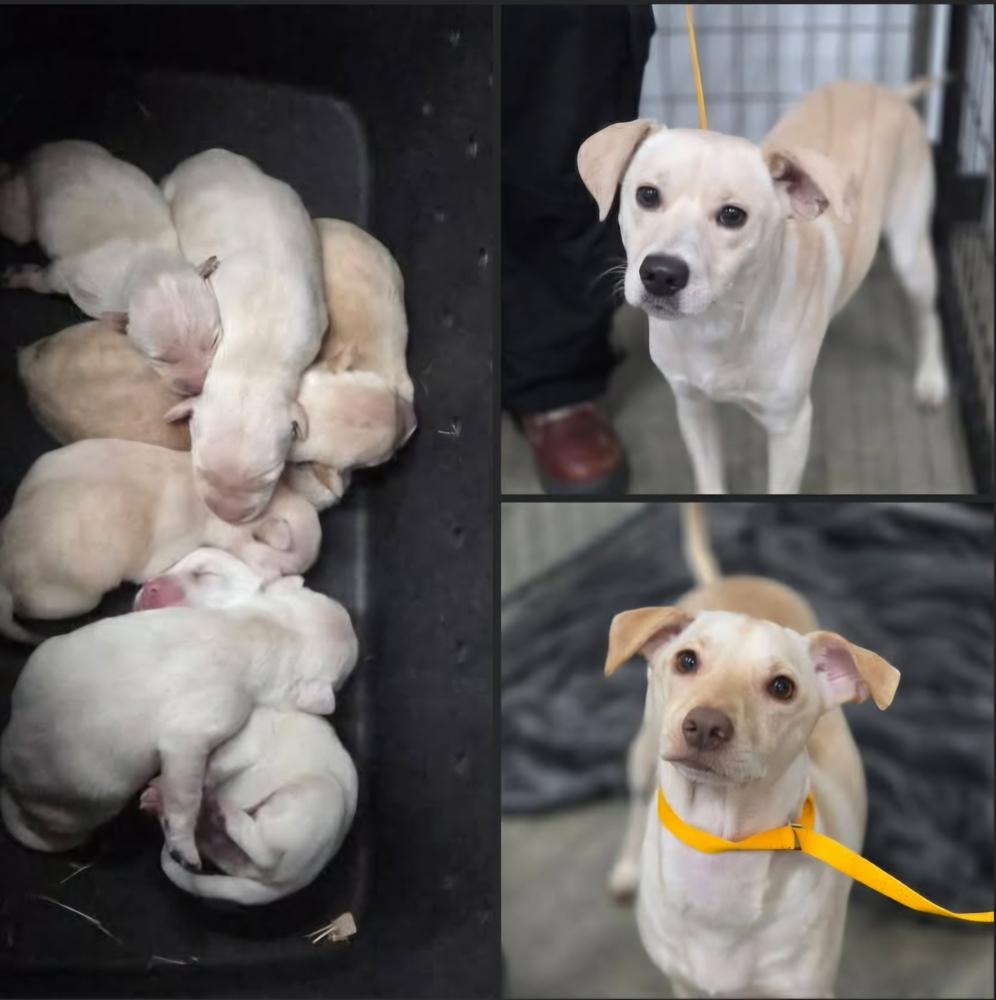 Sandy's litter, Adoptable, Puppy Female Chihuahua & Labrador Retriever.