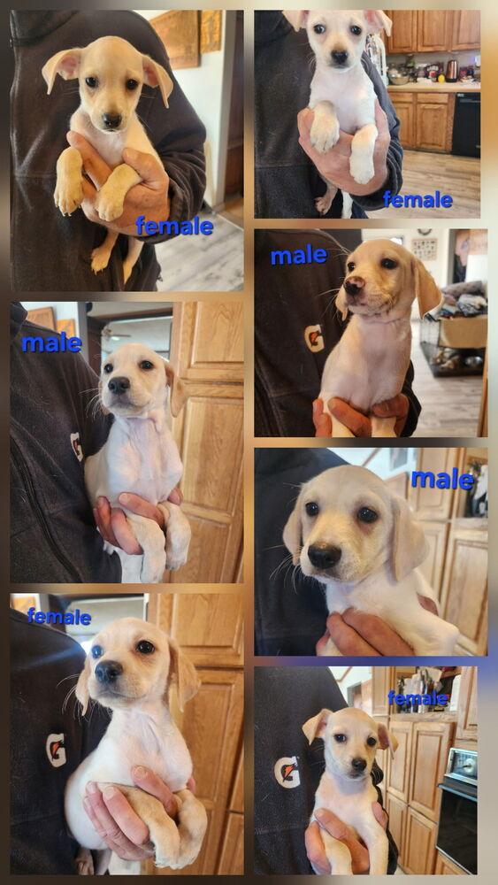 Sandy's litter, a Adoptable mixed breed in Bend, OR image 2/2