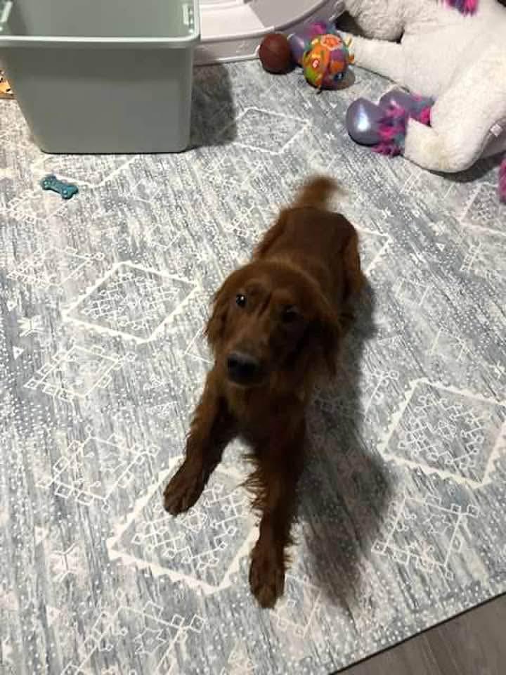 Enlarge Max-VA, a Adopted Irish Setter in Whitehouse Station, NJ image 1/2