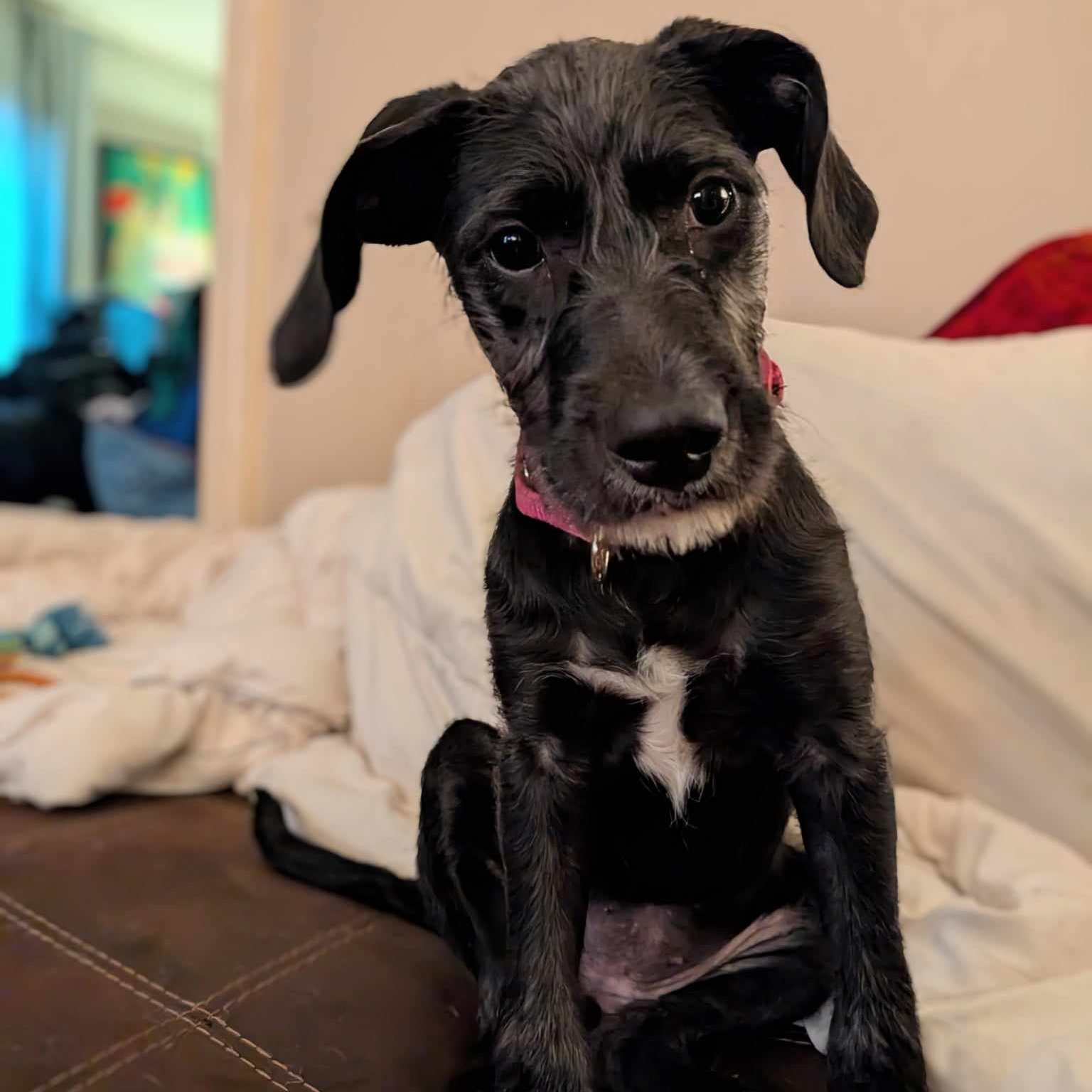 Dog for adoption Dilly, a Mixed Breed in Rochester, NY Petfinder