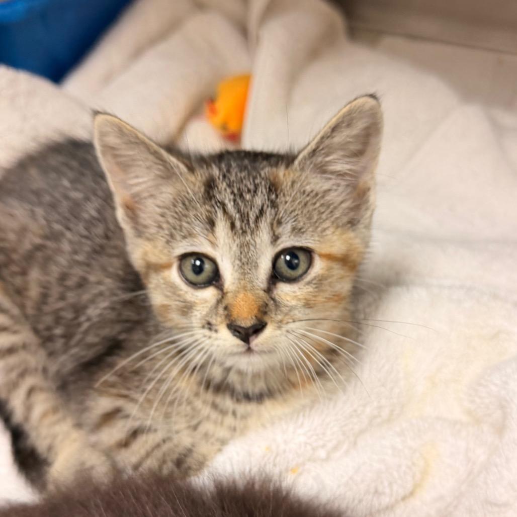 Harmony, adopted, Kitten Female Domestic Short Hair.