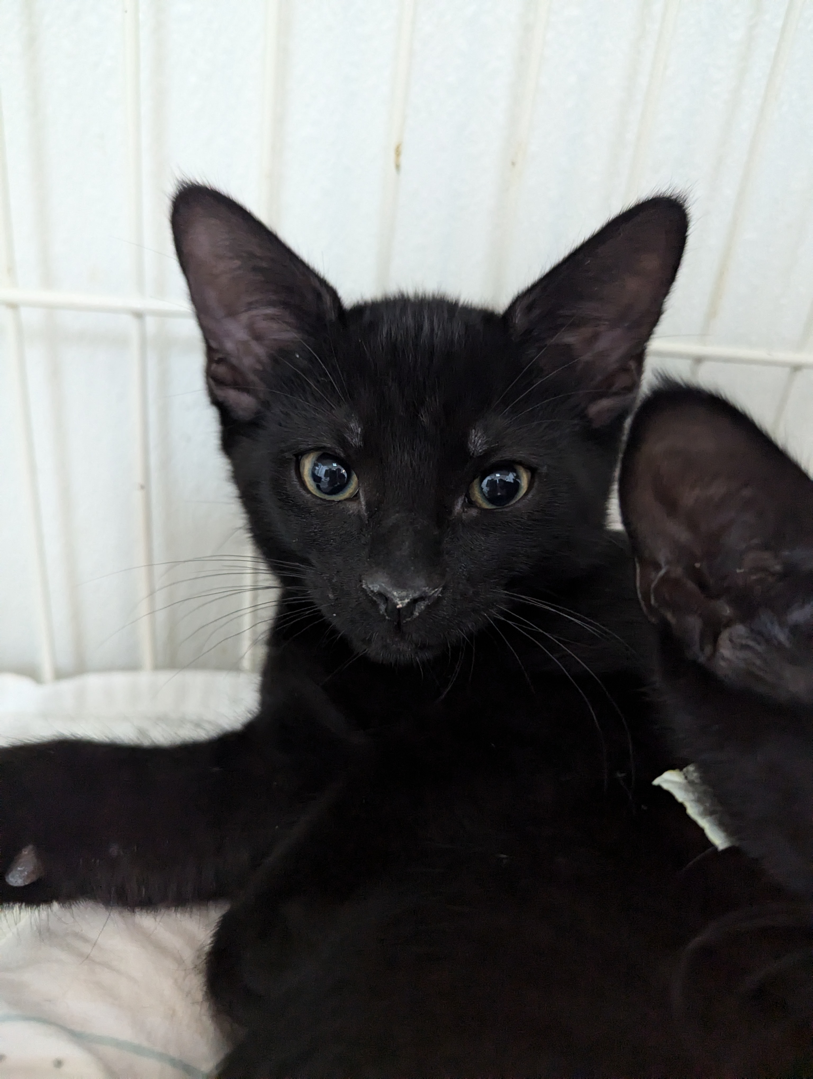 Enlarge Storm, a Adoptable Domestic Short Hair in Decatur, IL image 2/2