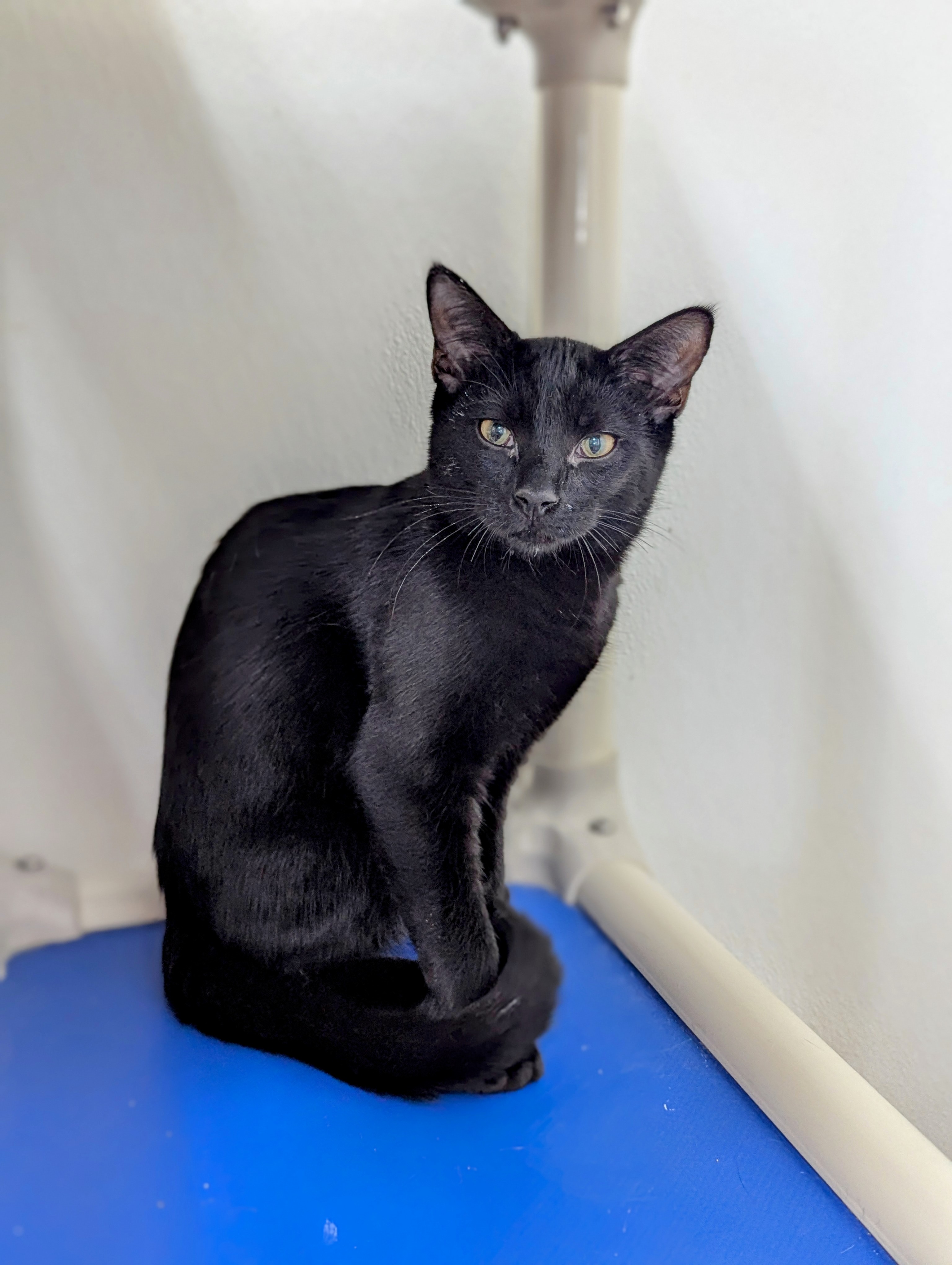 Enlarge Storm, a Adoptable Domestic Short Hair in Decatur, IL image 1/2