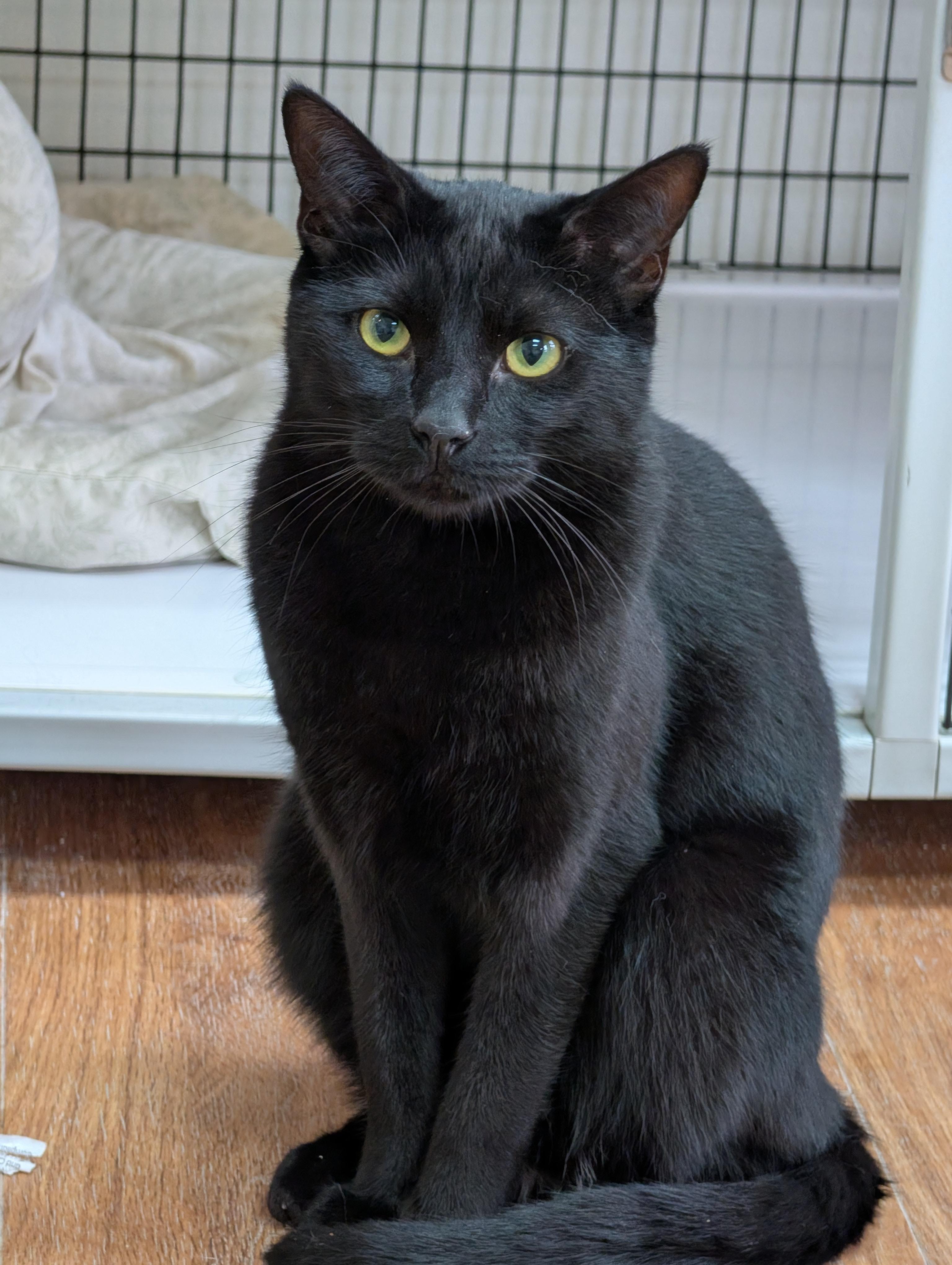 Enlarge Storm, a Adoptable Domestic Short Hair in Decatur, IL image 1/3