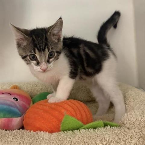 Shindig, Adoptable, Kitten Male Domestic Short Hair.