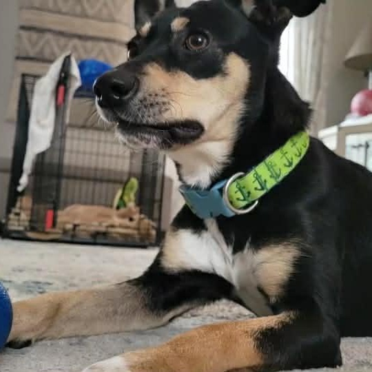 Enlarge Tori, a ADOPTABLE mixed breed in Danbury, CT image 6/6