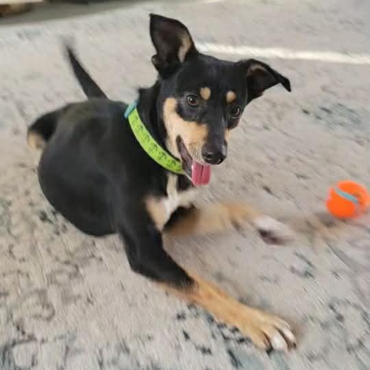 Enlarge Tori, a ADOPTABLE mixed breed in Danbury, CT image 1/6