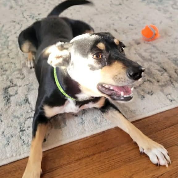 Enlarge Tori, a ADOPTABLE mixed breed in Danbury, CT image 2/6