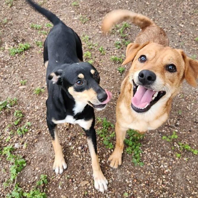 Enlarge Tori, a ADOPTABLE mixed breed in Danbury, CT image 5/6