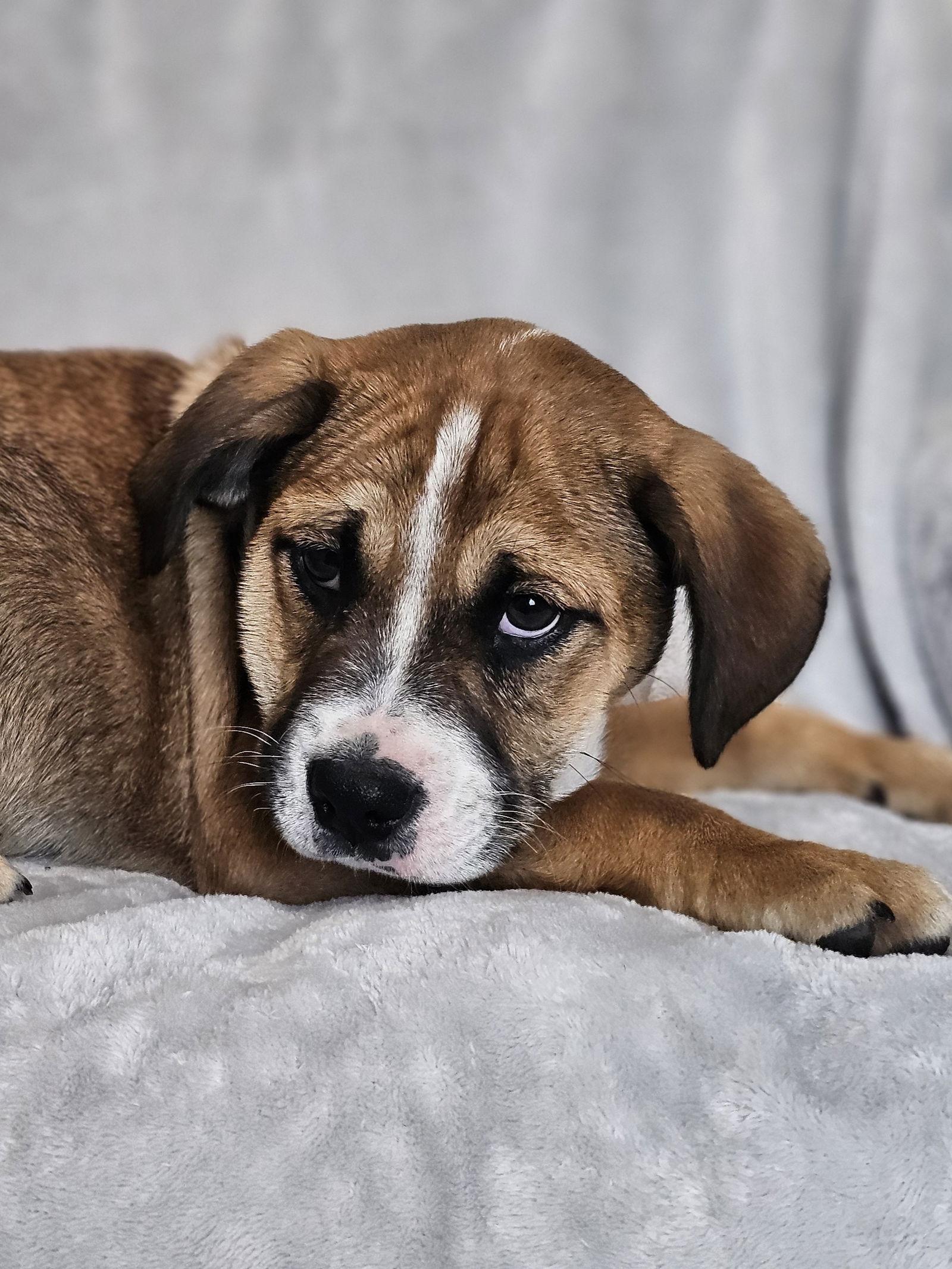 Millie, Adoptable, Puppy Female Australian Shepherd & English Bulldog.