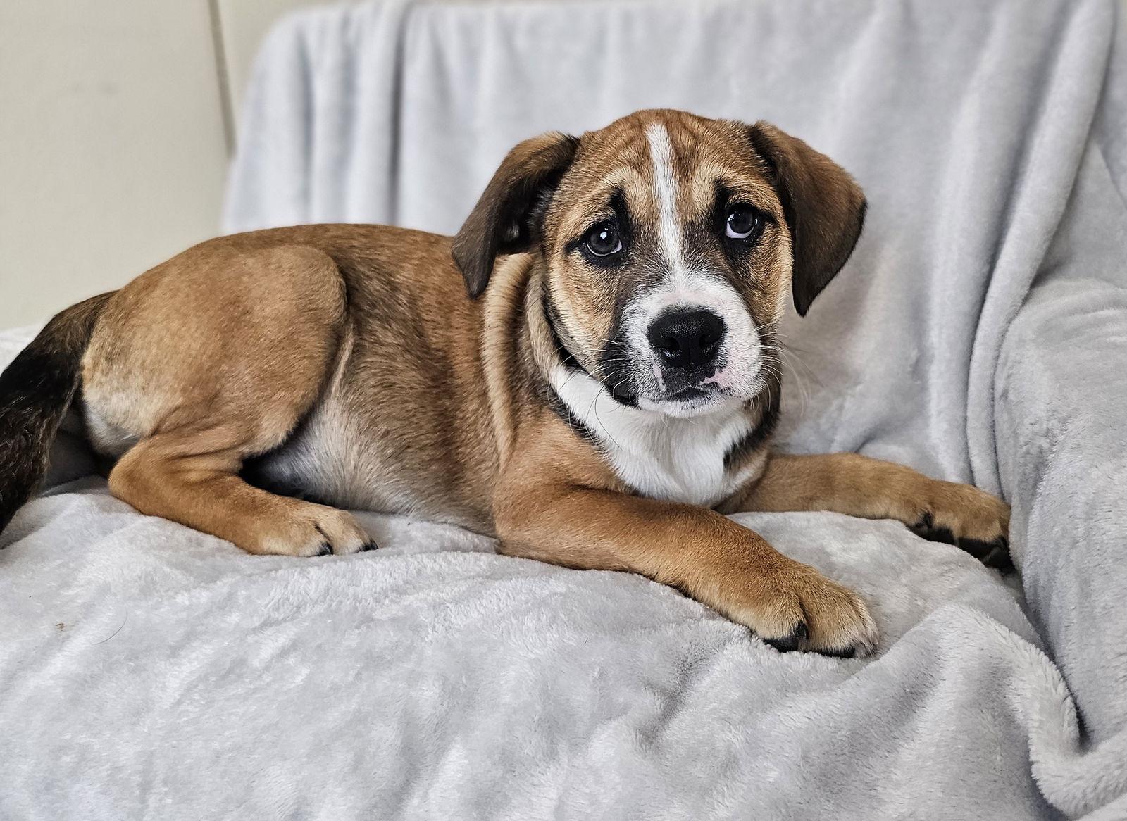 Enlarge Millie, a Adoptable mixed breed in McKinney, TX image 2/3