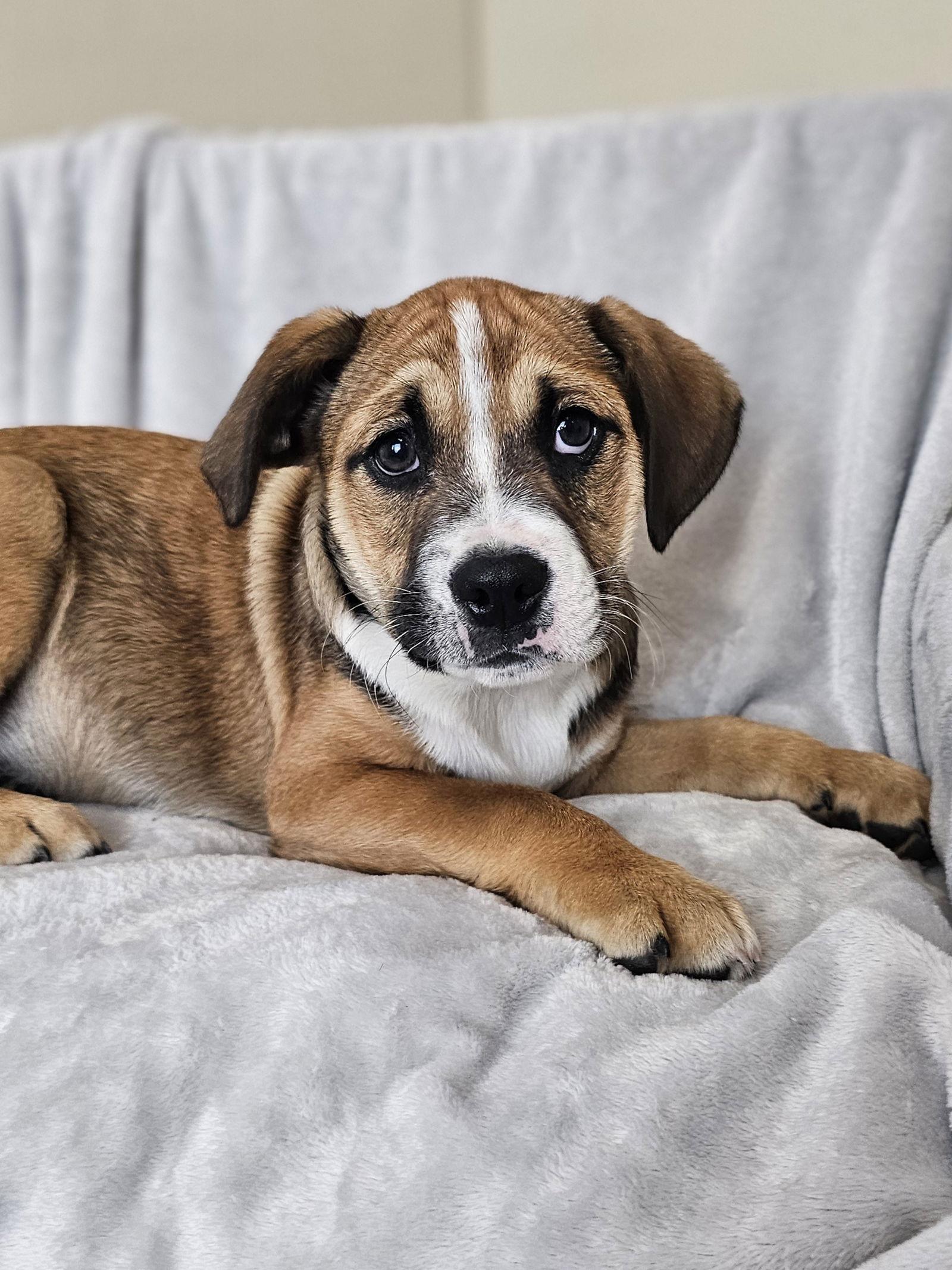 Enlarge Millie, a Adoptable mixed breed in McKinney, TX image 3/3
