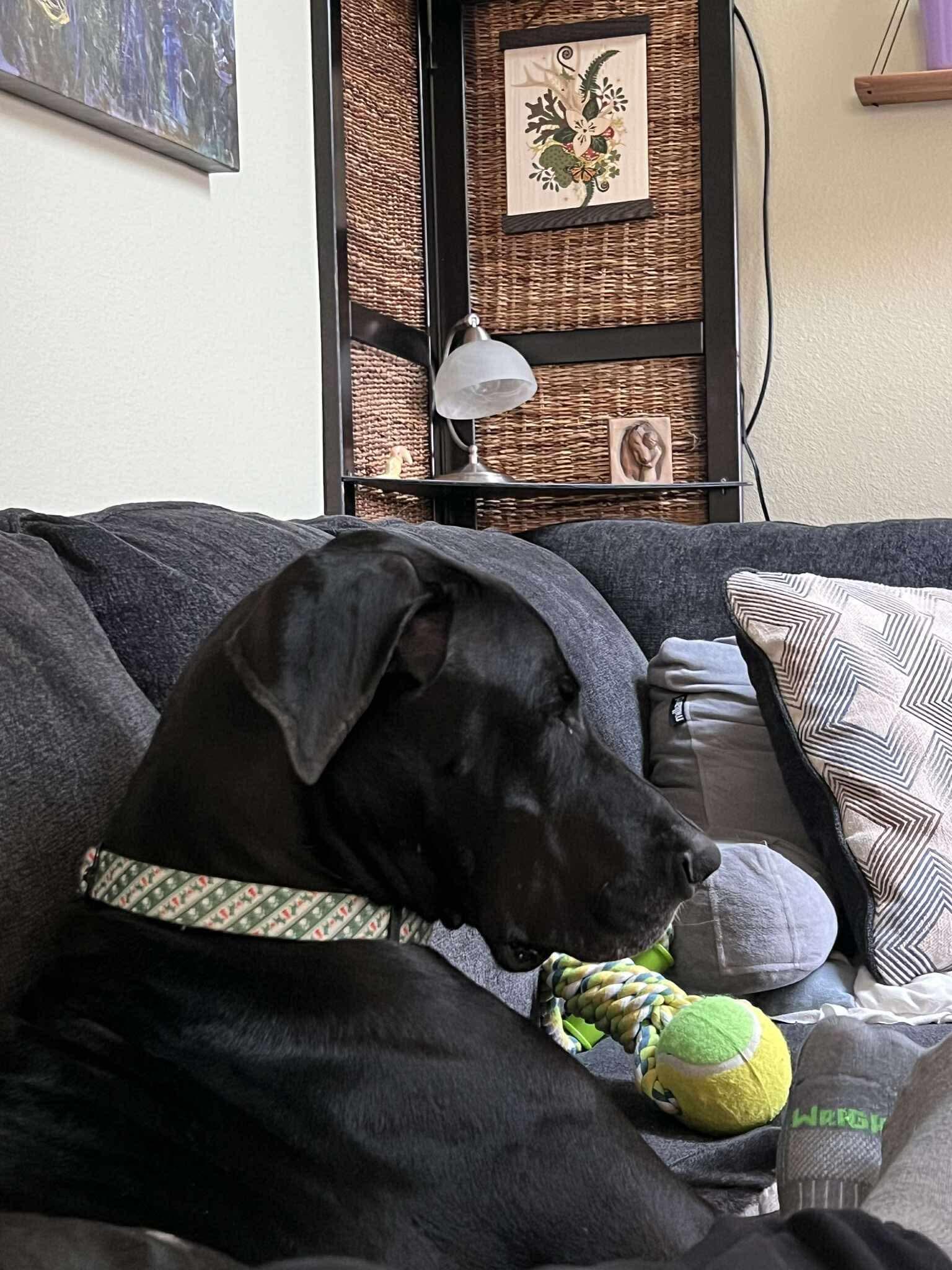 Sammy, a ADOPTABLE Great Dane in Eugene, OR image 1/6