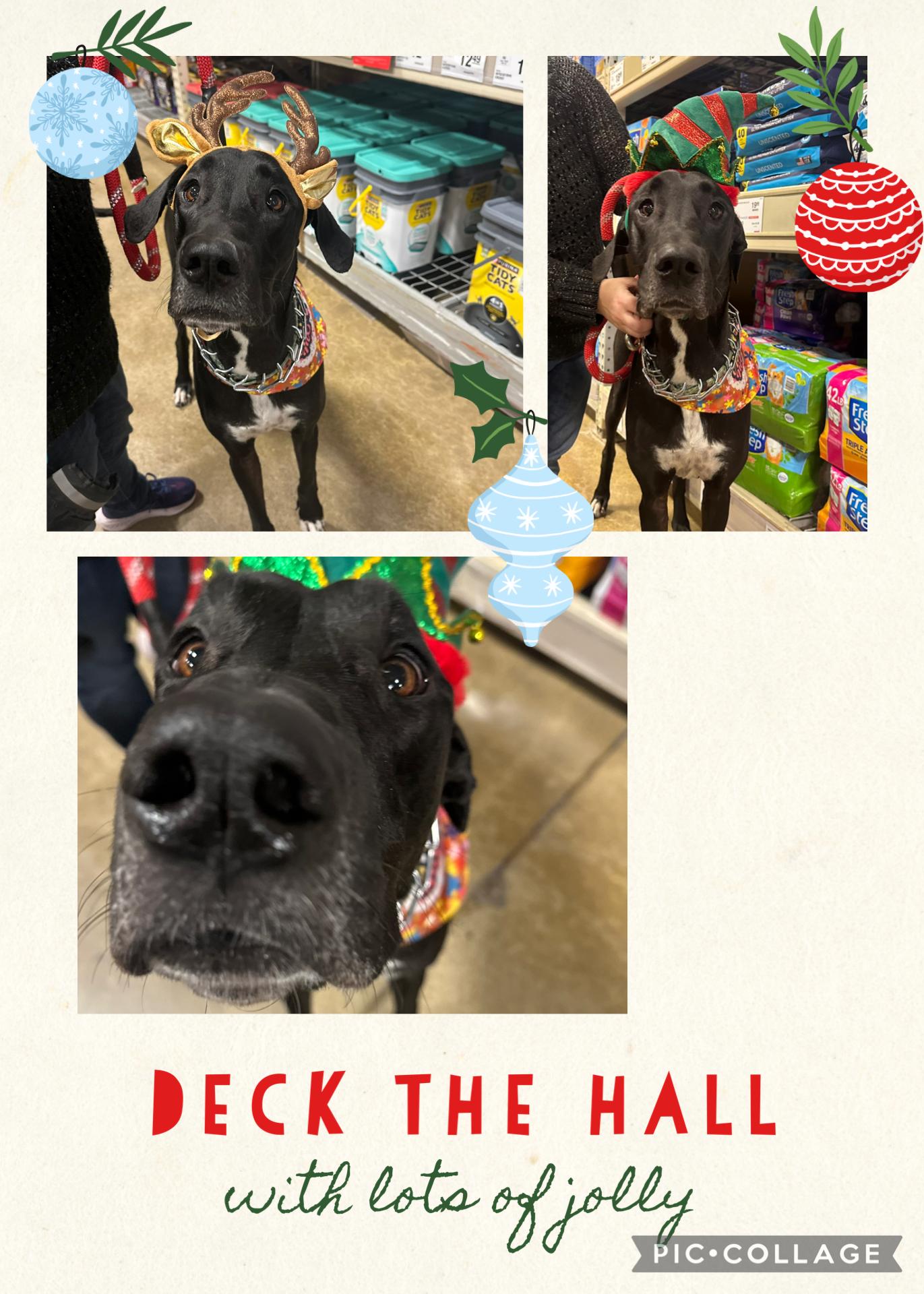 Sammy, ADOPTABLE, Adult Female Great Dane.