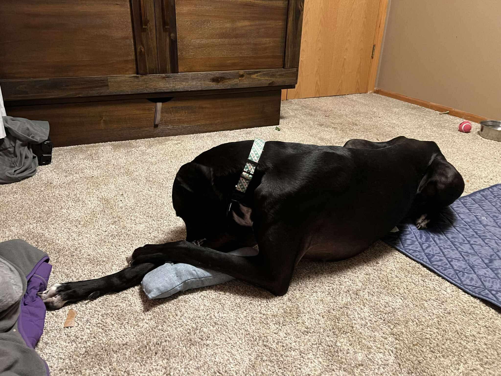 Sammy, a ADOPTABLE Great Dane in Eugene, OR image 2/6