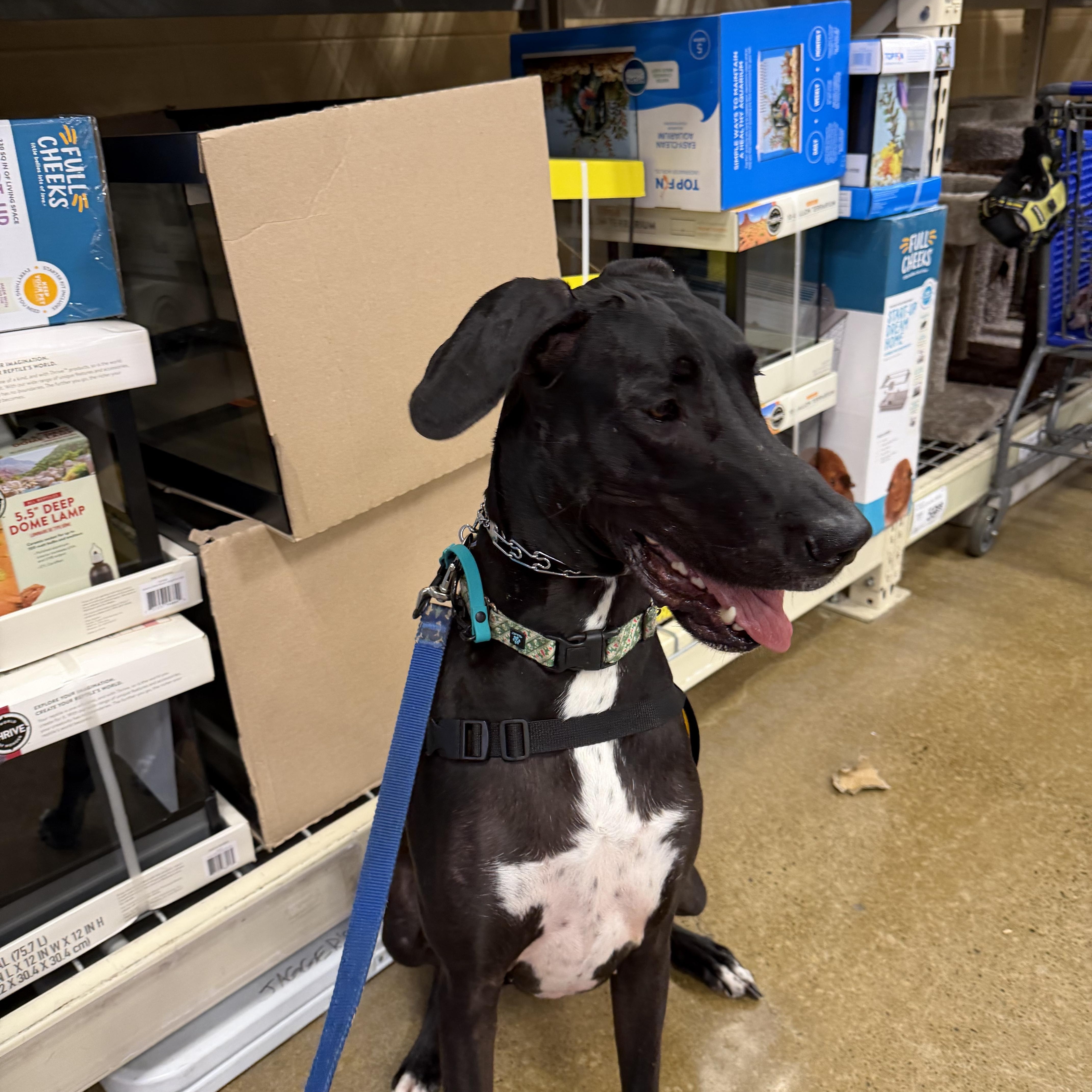 Enlarge Sammy, a ADOPTABLE Great Dane in Eugene, OR image 5/6