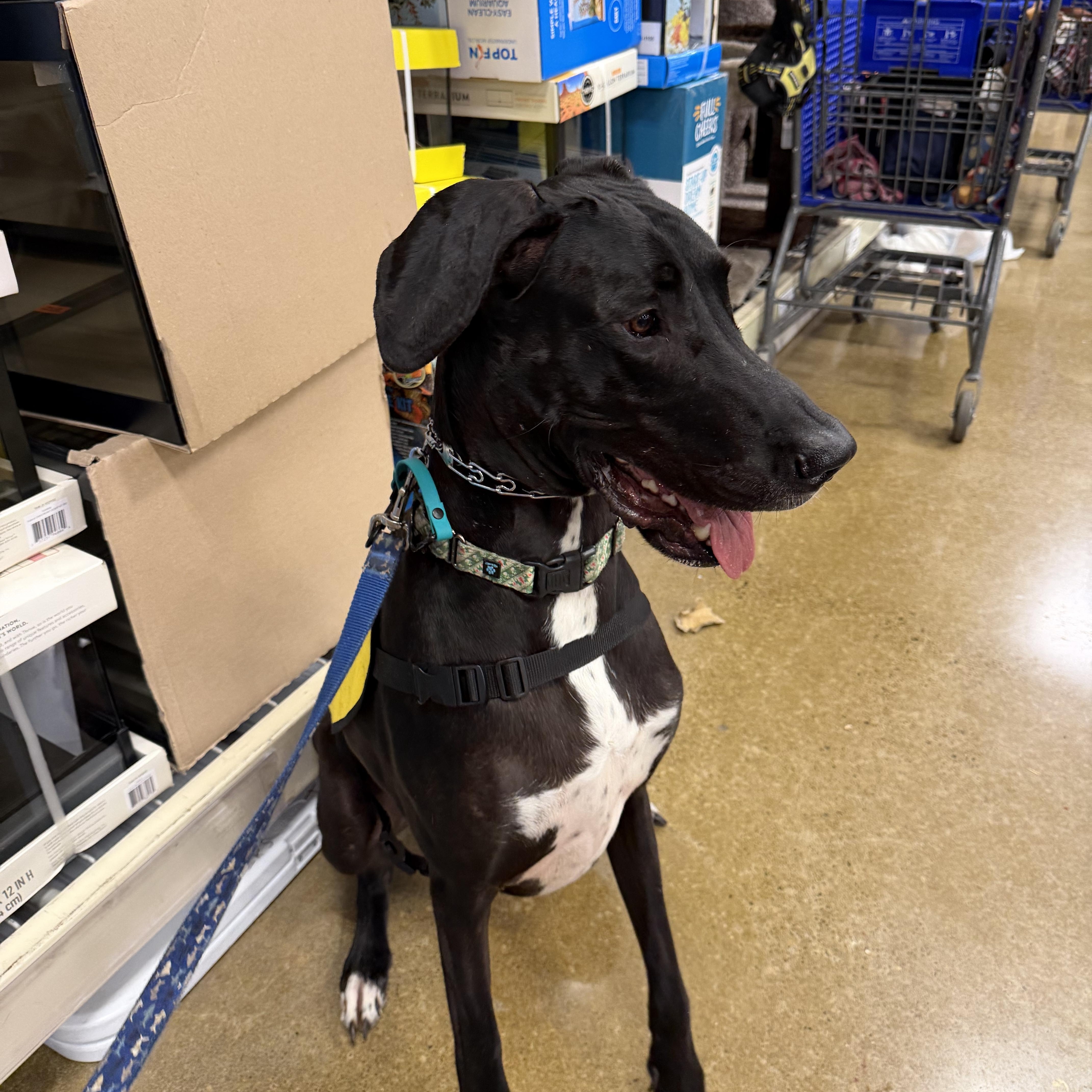 Enlarge Sammy, a ADOPTABLE Great Dane in Eugene, OR image 2/6