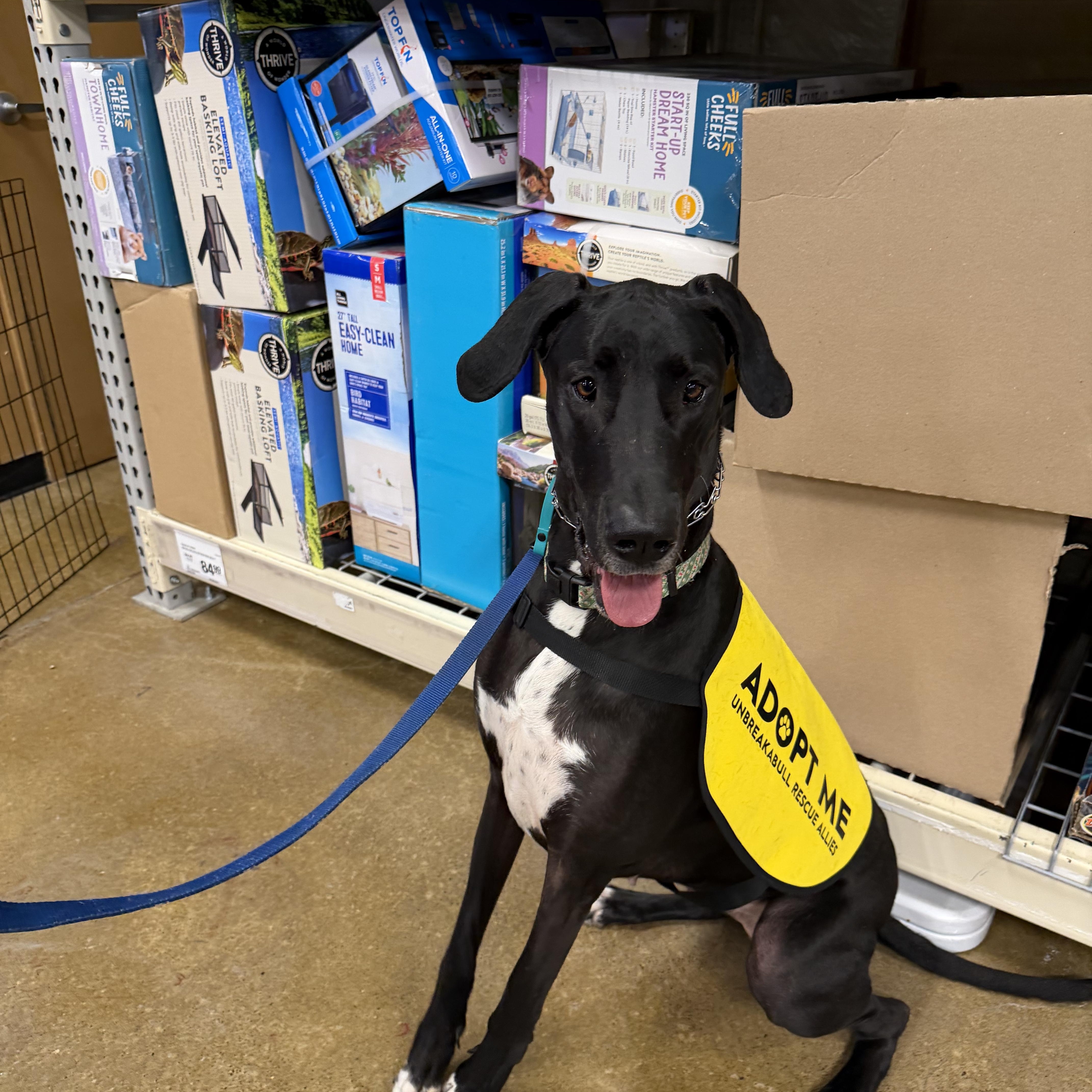 Sammy, ADOPTABLE, Adult Female Great Dane.