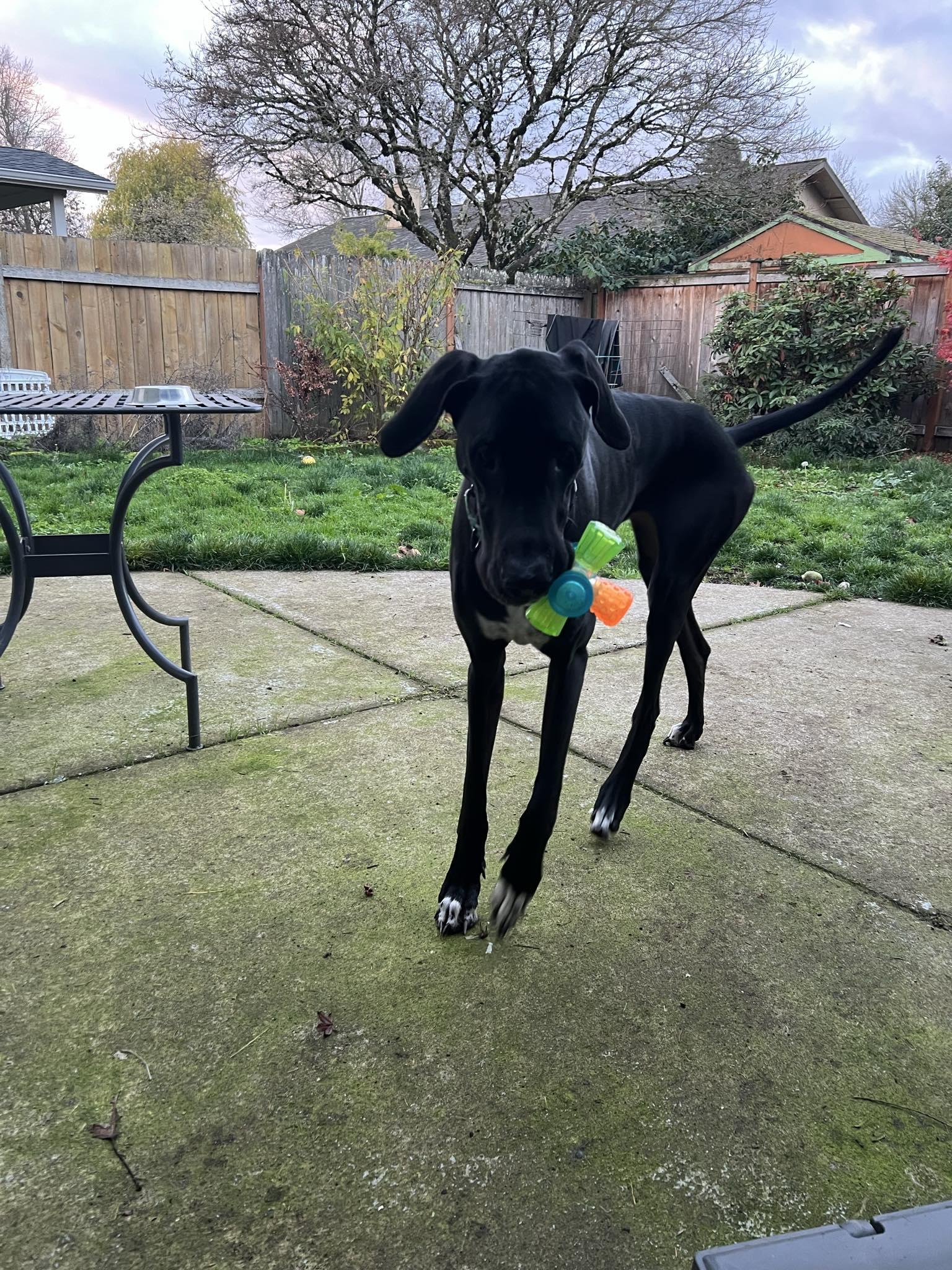 Sammy, a ADOPTABLE Great Dane in Eugene, OR image 3/6