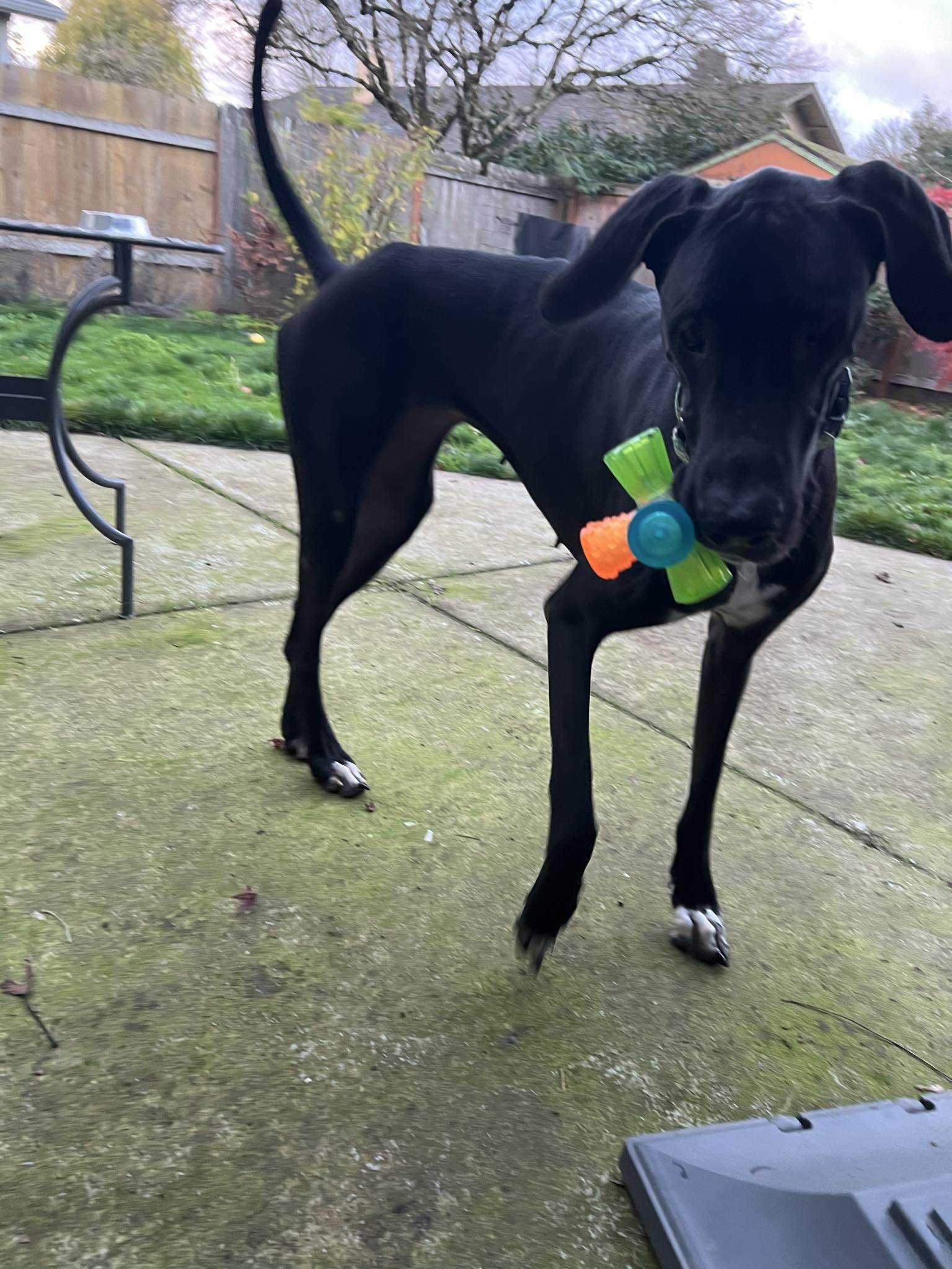 Sammy, a ADOPTABLE Great Dane in Eugene, OR image 4/6
