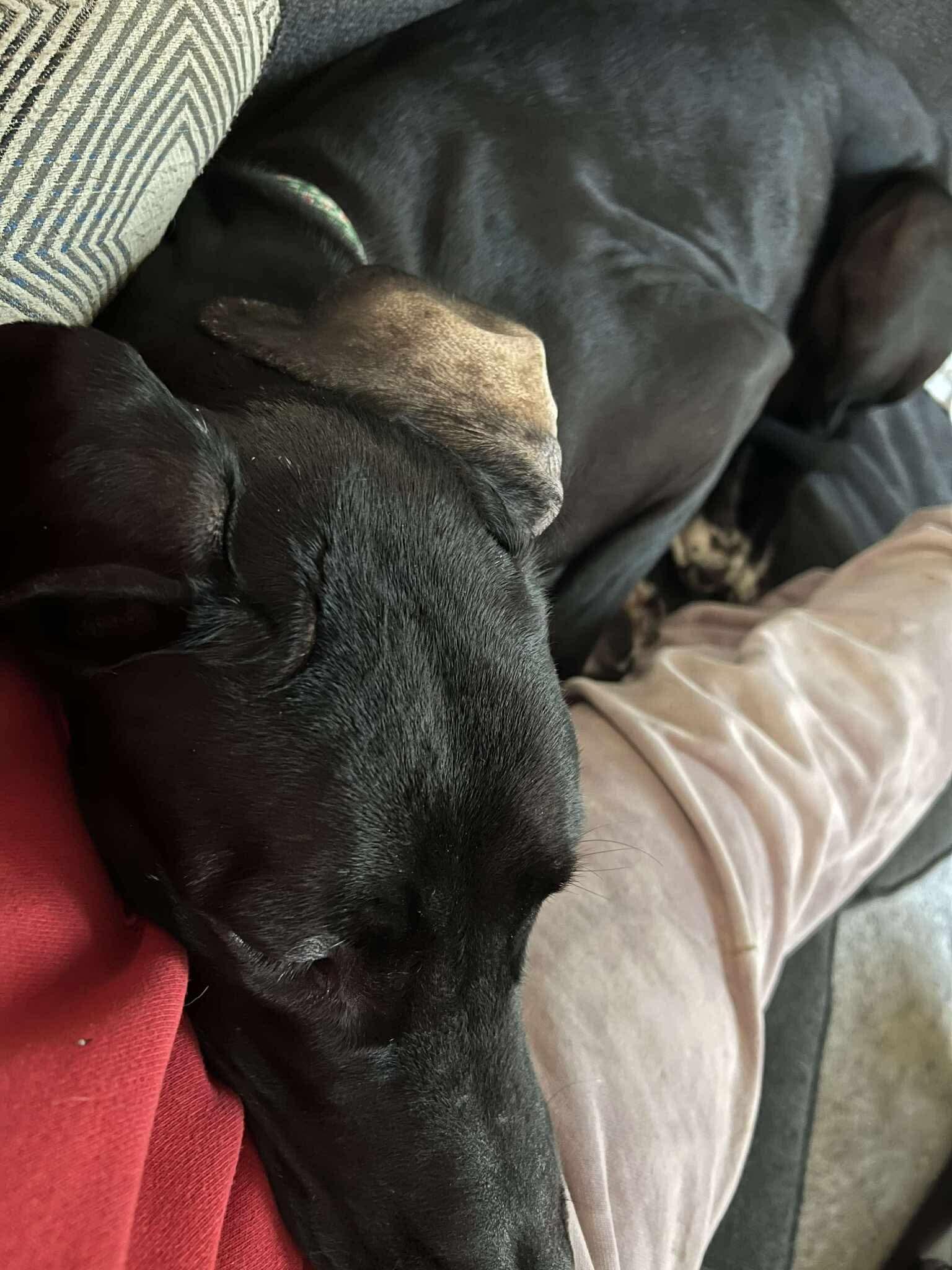 Sammy, a ADOPTABLE Great Dane in Eugene, OR image 5/6