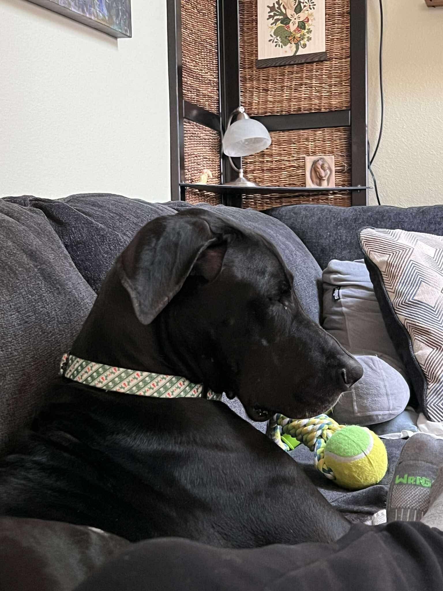 Sammy, a ADOPTABLE Great Dane in Eugene, OR image 6/6