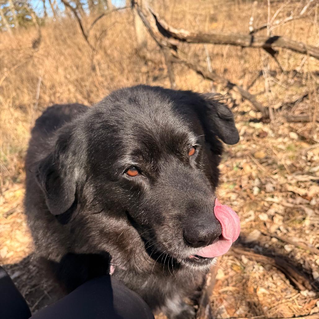 Enlarge Bernie, a Adoptable mixed breed in Spring Hill, KS image 2/6