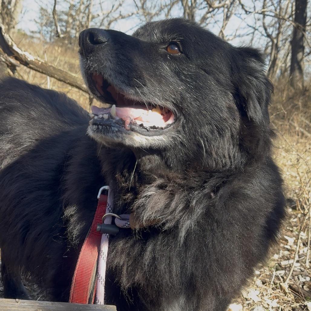 Enlarge Bernie, a Adoptable mixed breed in Spring Hill, KS image 3/6