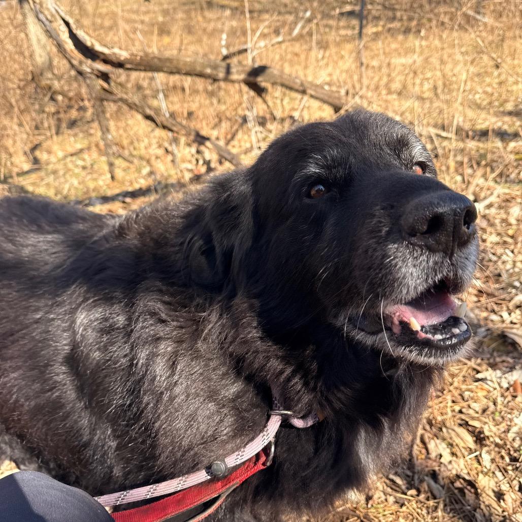 Enlarge Bernie, a Adoptable mixed breed in Spring Hill, KS image 5/6
