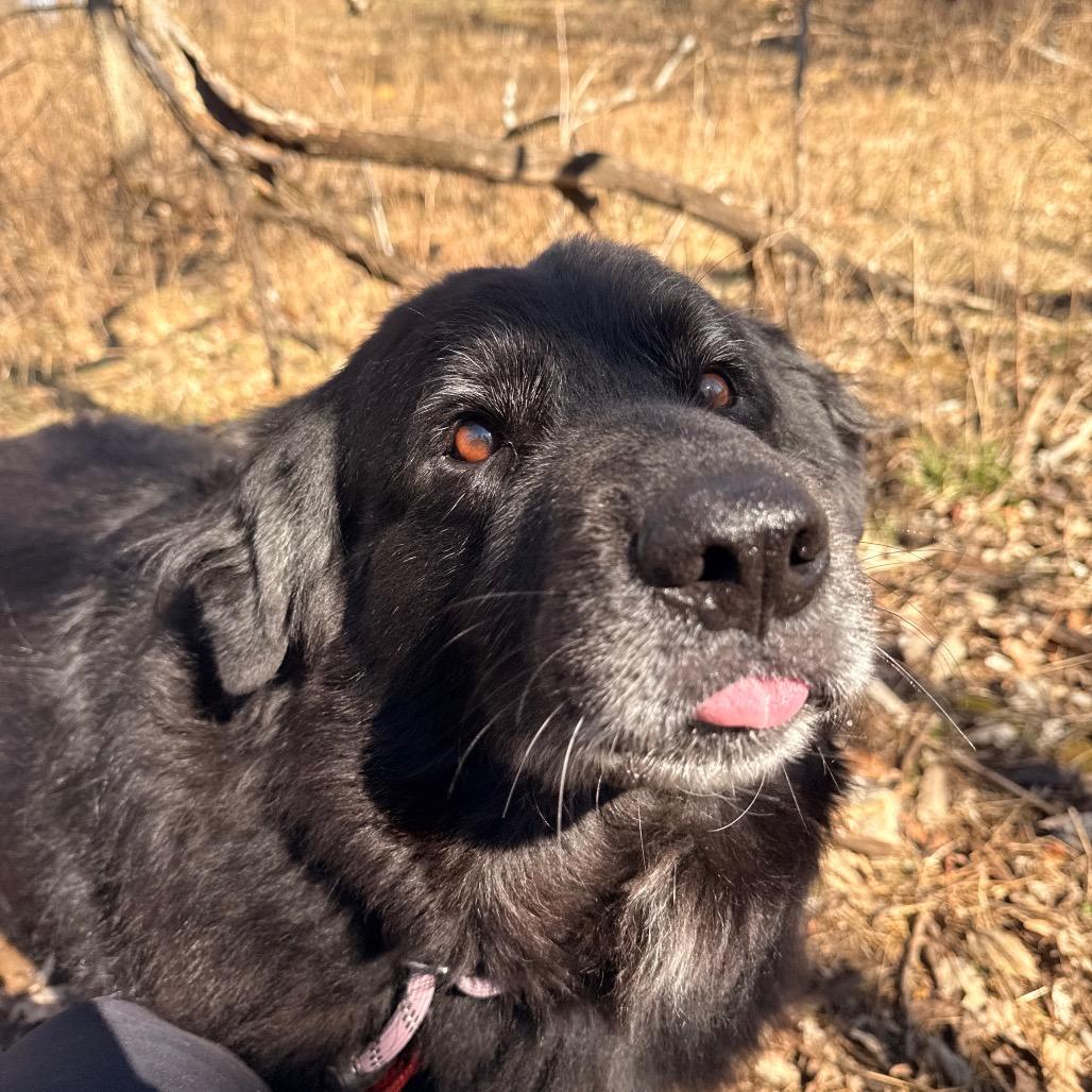 Enlarge Bernie, a Adoptable mixed breed in Spring Hill, KS image 6/6