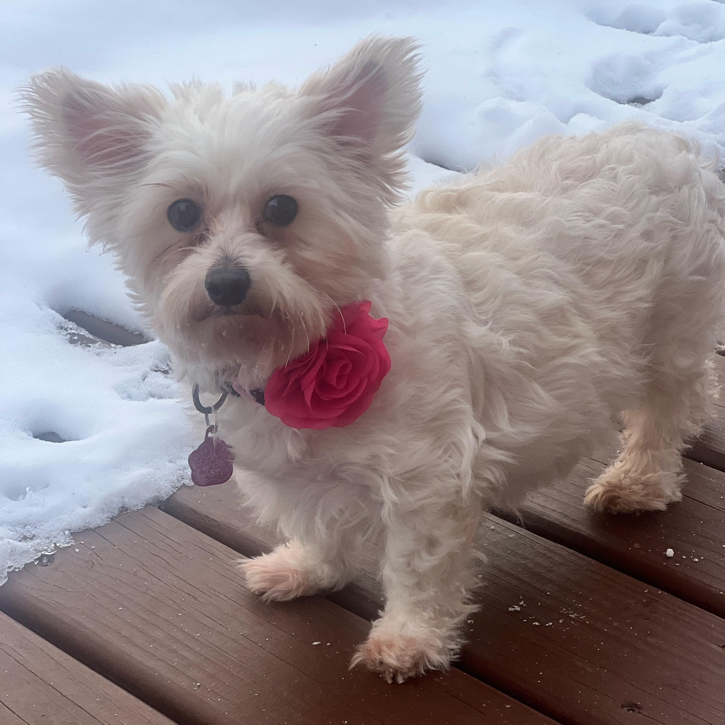 Enlarge Portland, a Adoptable Yorkshire Terrier in Hartland, WI image 2/6