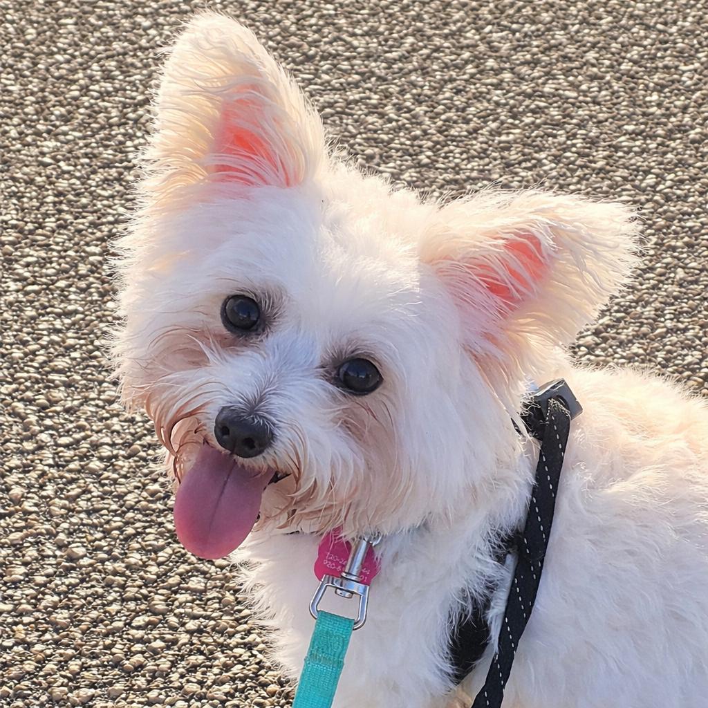 Enlarge Portland, a Adoptable Yorkshire Terrier in Hartland, WI image 2/6