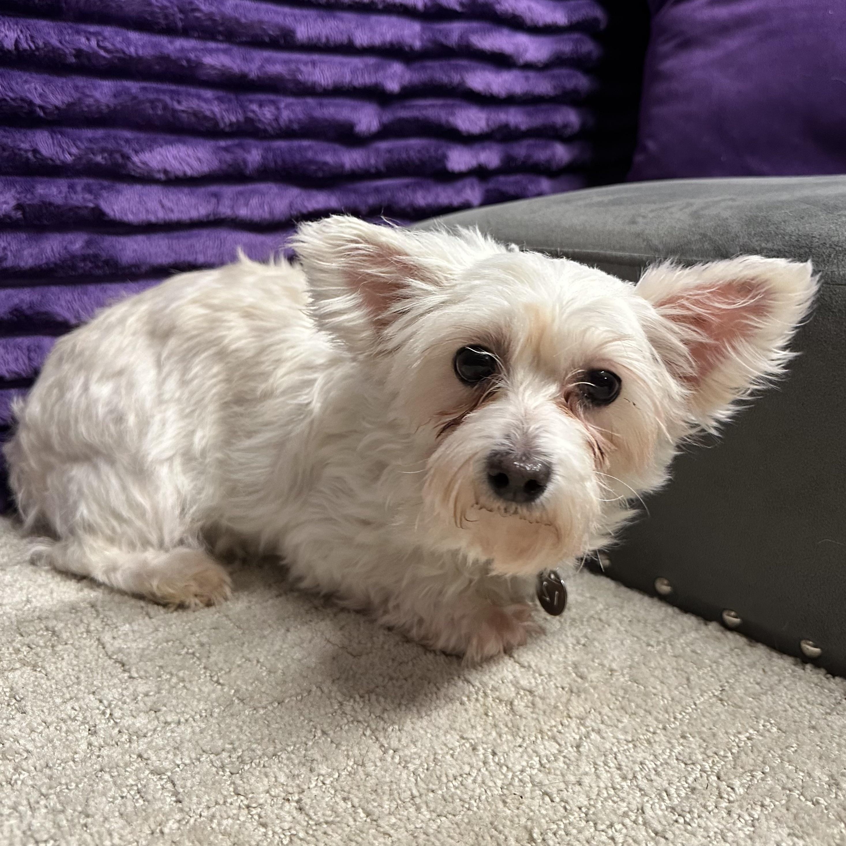 Enlarge Portland-Foster Home Needed, a Adoptable Yorkshire Terrier in Hartland, WI image 4/6