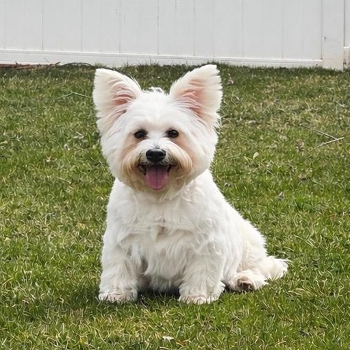Enlarge Portland, a Adoptable Yorkshire Terrier in Hartland, WI image 3/6