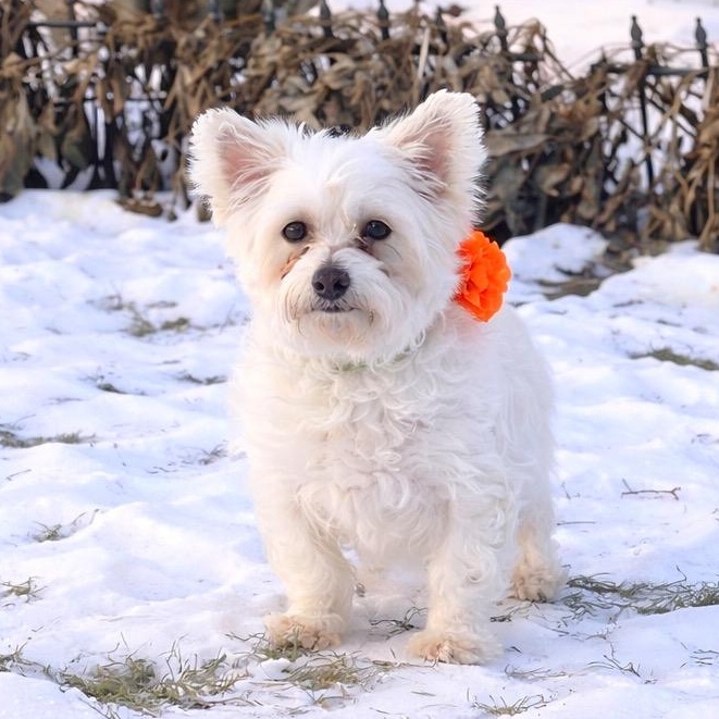 Enlarge Portland, a Adoptable Yorkshire Terrier in Hartland, WI image 5/6