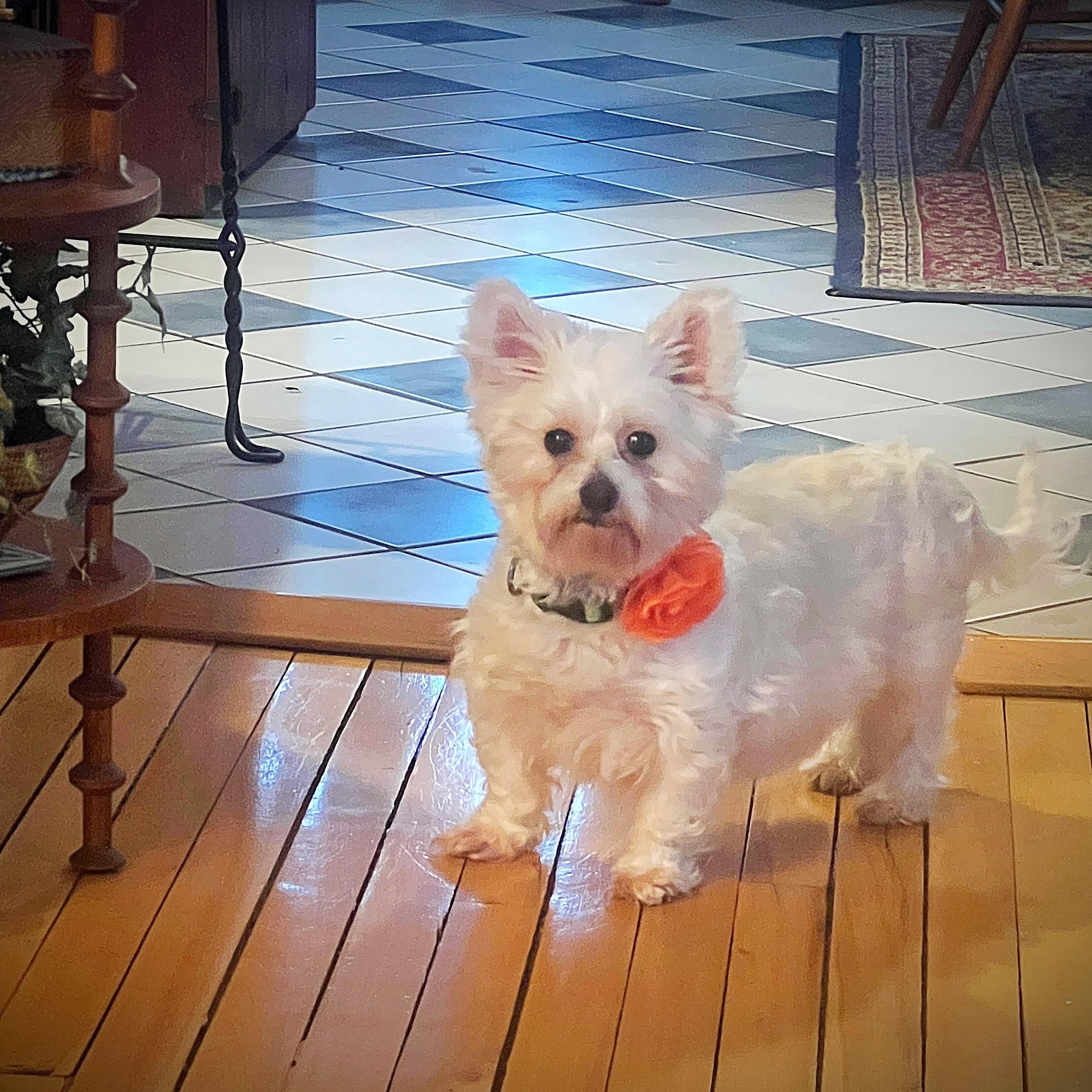 Enlarge Portland, a Adoptable Yorkshire Terrier in Hartland, WI image 3/6