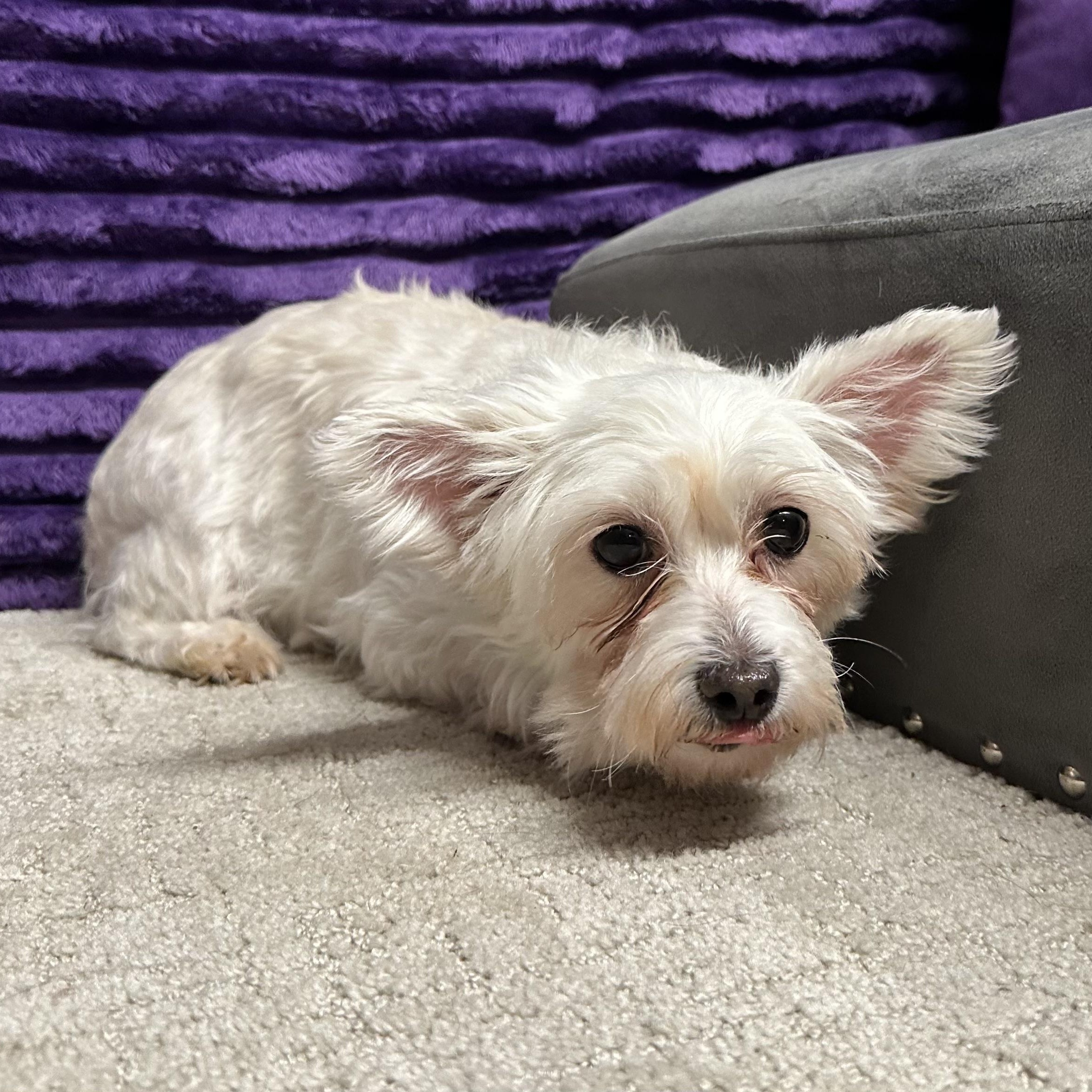 Enlarge Portland-Foster Home Needed, a Adoptable Yorkshire Terrier in Hartland, WI image 2/6