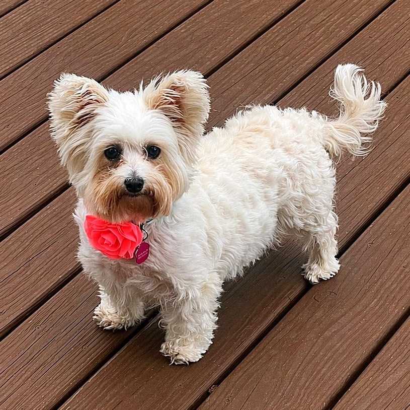 Portland, Adoptable, Senior Female Yorkshire Terrier.