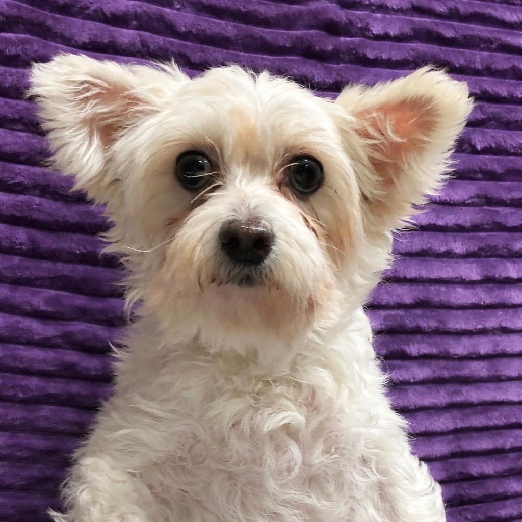 Enlarge Portland-Foster Home Needed, a Adoptable Yorkshire Terrier in Hartland, WI image 1/6