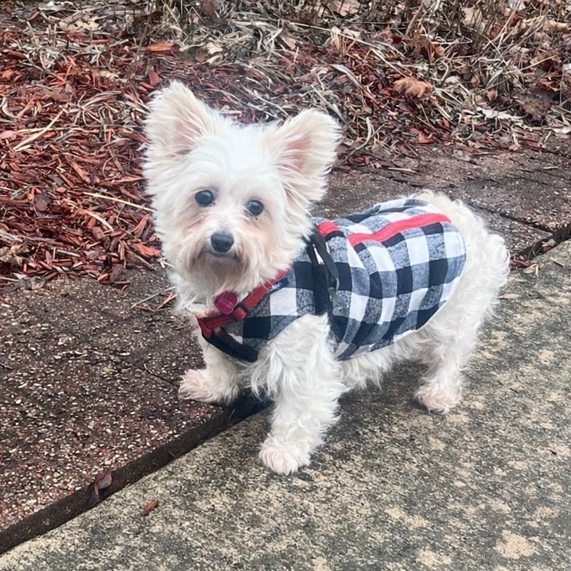 Portland, Adoptable, Senior Female Yorkshire Terrier.