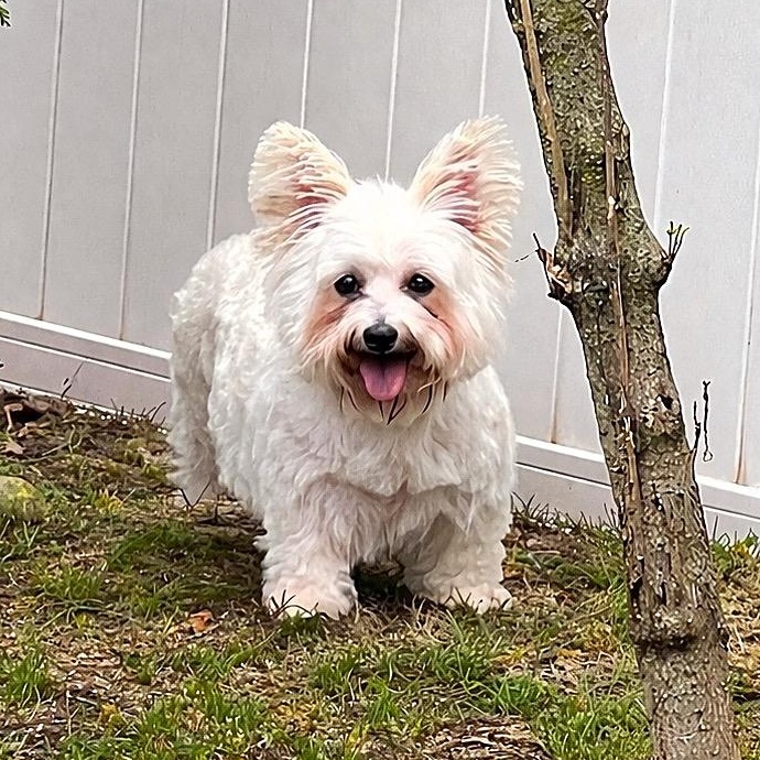 Enlarge Portland, a Adoptable Yorkshire Terrier in Hartland, WI image 4/6