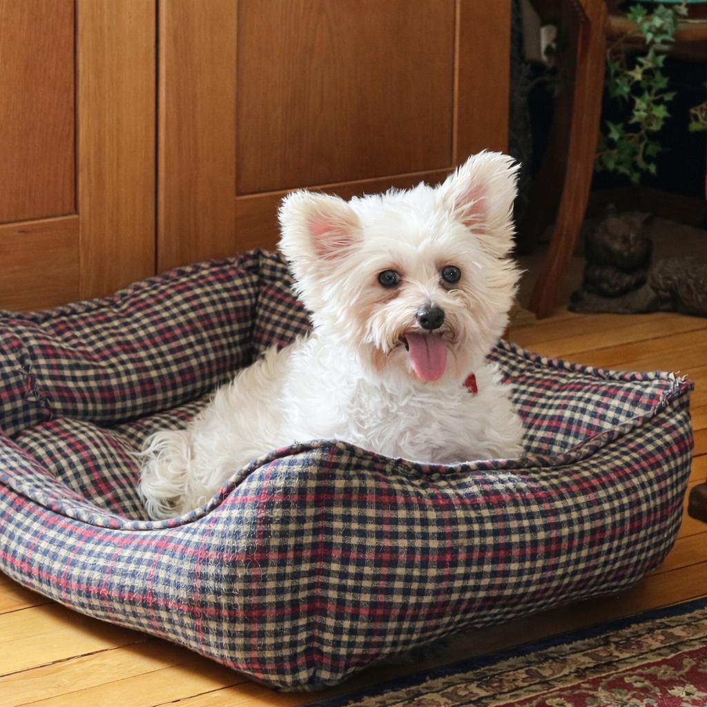 Portland, Adoptable, Senior Female Yorkshire Terrier.