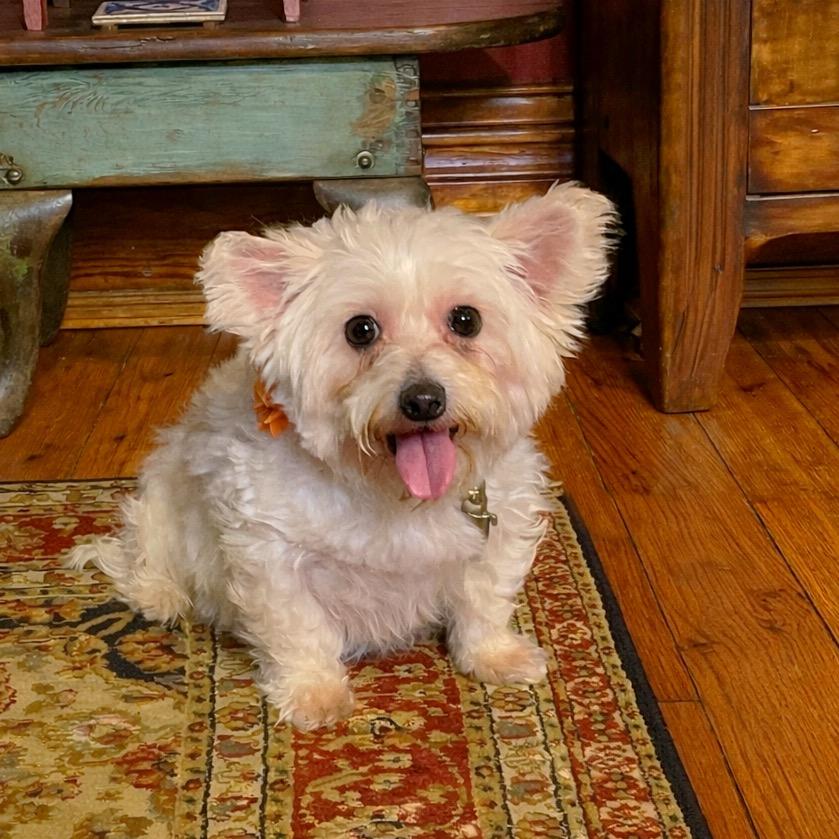 Enlarge Portland, a Adoptable Yorkshire Terrier in Hartland, WI image 4/6