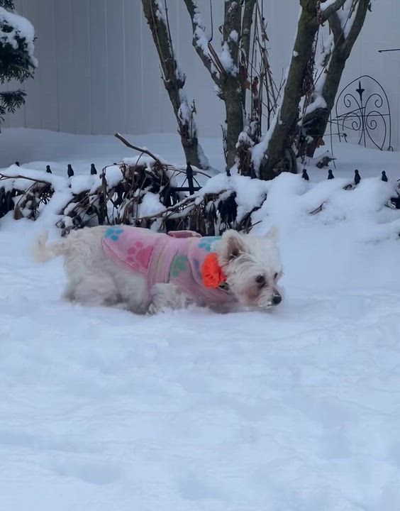 Enlarge Portland, a Adoptable Yorkshire Terrier in Hartland, WI video 6/6