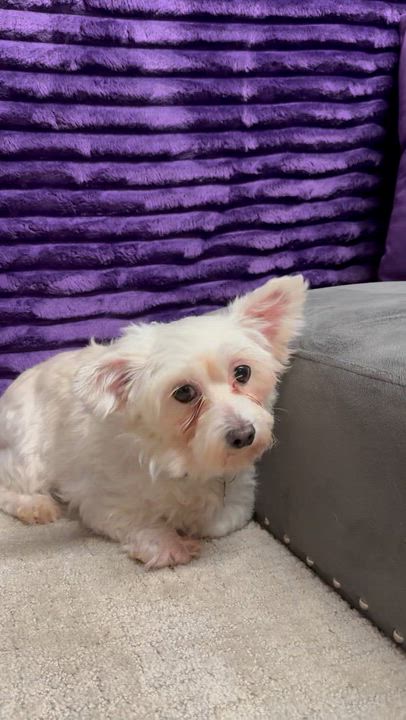 Enlarge Portland-Foster Home Needed, a Adoptable Yorkshire Terrier in Hartland, WI video 6/6