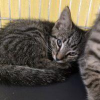 DILLY, Adoptable, Kitten Female Domestic Short Hair.
