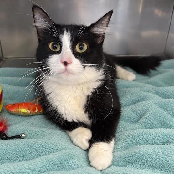 Diana, Adoptable, Adult Female Domestic Short Hair.