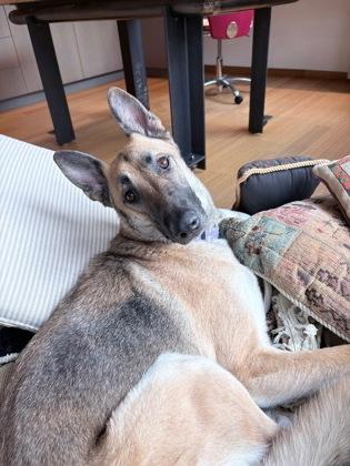 Scooter, Adoptable, Adult Male German Shepherd Dog & Mixed Breed.