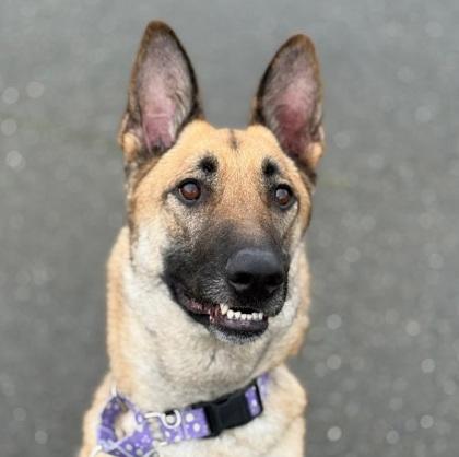 Enlarge Scooter, a Adoptable mixed breed in Seattle, WA image 3/3