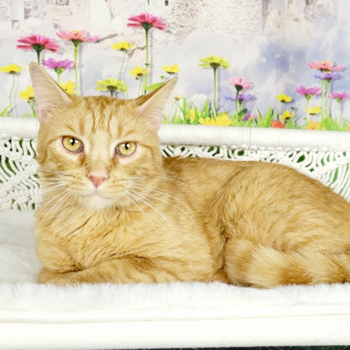 Kiwi, Adoptable, Young Male Tabby & Domestic Short Hair.